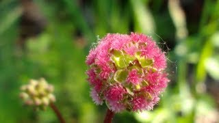 Sanguisorba minor medicinal herb [upl. by Fausta]