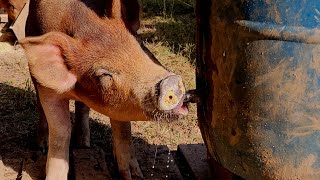 How to Make a Pig Waterer From a 55 Gallon Drum [upl. by Elyssa62]