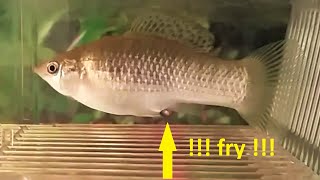 Molly fish giving birth to 80 babies דג מולי משריץ [upl. by Keiko]