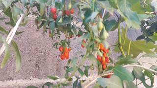 Grow Goji Berries  Lycium Barbarum  Kosovo [upl. by Holmes704]