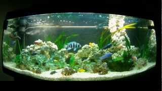 Cichlids Malawi Tanganyika 450L [upl. by Torruella317]