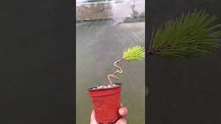 Prebonsai pinus thumbergii bonsaistyles bonsailovers bonsaitree seed hobbybonsai [upl. by Stauffer]