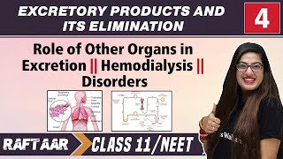 Excretory Products and its Elimination 04  Role of Other Organs in Excretion  Class11NEET [upl. by Soirtemed]