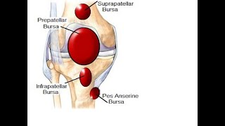 Two Minutes of Anatomy Bursa Sac [upl. by Akedijn]