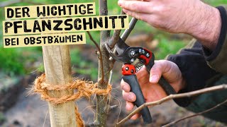 Gärtner erklärt den Pflanzschnitt bei Obstbäumen  Schnitt nach der Pflanzung mit vielen Beispielen [upl. by Rizan]