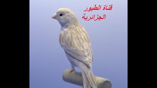 chante femelle canari n2 نداء أنثى الكناري لتجهيز الذكر [upl. by Elinnet725]