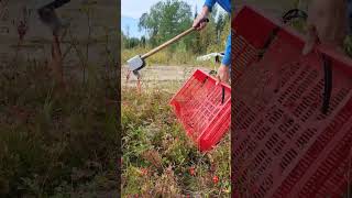 My special tools for picking berries harvesting cranberry lingonberry blueberry berryfarm [upl. by Nisa]