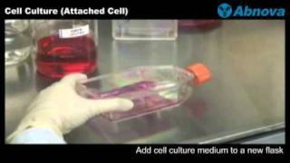 Cell Culture Attached Cell [upl. by Rovelli]