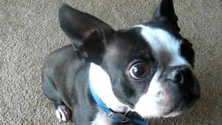 Dudley the Boston Terrier saying quotBrrrquot [upl. by Einatsed350]