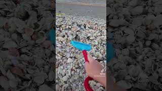 Sanibel Island Shelling  Raking The Shell Pile amp Collecting Shells [upl. by Elokin]