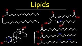 Lipids  Fatty Acids Triglycerides Phospholipids Terpenes Waxes Eicosanoids [upl. by Anetsirk]