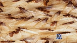 Termites swarm Experts say normal this time of year [upl. by Nelluc198]