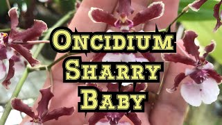 How to Bloom Oncidium Sharry Baby Orchid amp Other Oncidium Orchid Care Tips [upl. by Aracot]