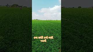 insecticide spray insects farming groundnut agriculture farmer desi dwarkanature viralshort [upl. by Ahsiekal]