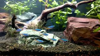 Neon Tetras and harlequin rasboras playing in water current 4K [upl. by Adlez]