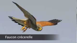 Faucon crécerelle [upl. by Sommers]