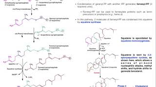 Cholesterol Biosynthesis  Stage 3 Generating Squalene amp Lanosterol [upl. by Mahala827]