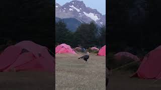 Carancho en la Patagonia Camping DicksonTrekking Circuito Torres del Paine [upl. by Millie]