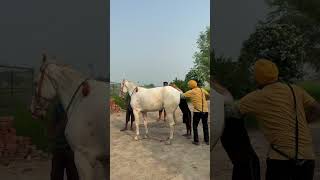 PD punjabisong newsong song shortsfeed horse stallion punjabi music newmusic newmusicrel [upl. by Edalb]