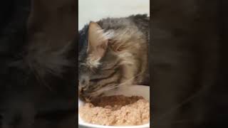 cat eating asmr 😋 [upl. by Sitruc968]