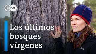 Bosques amenazados en Laponia  ¿Un proceso imparable  DW Documental [upl. by Shama547]