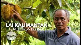 LAI KALIMANTAN BUAH MASA DEPAN [upl. by Artinad]