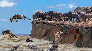 Incredible The Wildebeests Dangerous Migration Journey Through Crocodile Swamp  Animal Planet [upl. by Eilram]