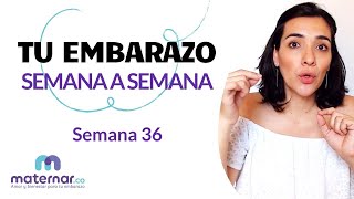 Semana 36  Tu embarazo semana a semana  Maternarco [upl. by Argyres]