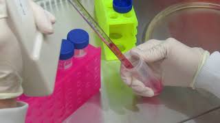 MSU Cell Biology BIO320  Cell Culture Video 8 [upl. by Oirretno]