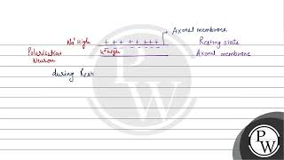 When a neuron is in resting state ie not conducting any impulse the axonal membrane is [upl. by Ettennek]