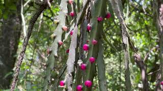 Cactaceae Lepismium cruciforme canambaia em 21122023 caule aplanado trígono e fruto magenta [upl. by Nosecyrb]