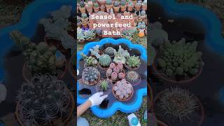 Seasol and powerfeed bath for my Cacti collection  bikolanahardinera shortvideo cactus [upl. by Idelson349]