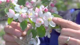 Pollination Methods Fruit Trees [upl. by Fredelia]