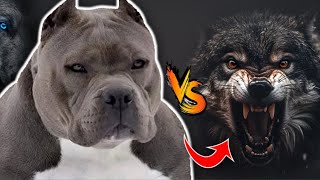 क्या pitbull भेड़ीया को हरा सकता हैं Wolf vs pitbull by wild battels [upl. by Klenk154]