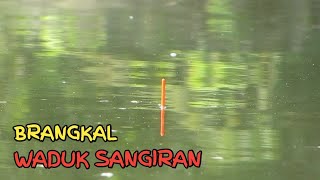 Spot BRANGKAL Ikan Gemuk Gemuk  Waduk SANGIRAN [upl. by Riobard655]