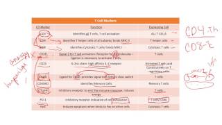 CD Markers Review [upl. by Merce823]