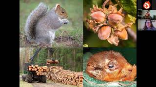 Red squirrels in Wales  Wales Nature Week [upl. by Ynatirb27]