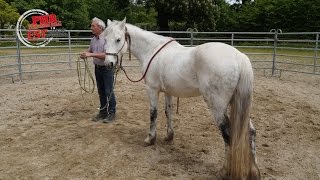 Comment débourrer un cheval sans danger [upl. by Bivins901]