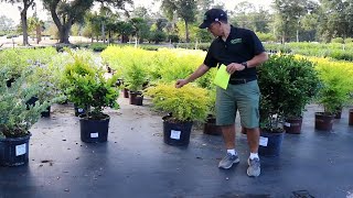 Why Should You Use These Ligustrum Varieties [upl. by Annodam]