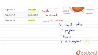 Rods and cones are present in [upl. by Rothwell]