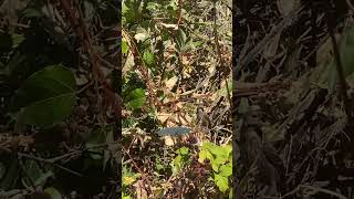 Brownheaded Cowbird feasts on Blackberries [upl. by Hennahane]