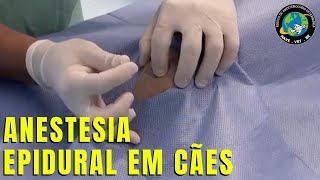 🐶 Como fazer ANESTESIA EPIDURAL EM CÃO [upl. by Etam994]