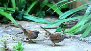 Dunnock Mating ヨーロッパカヤクグリの交尾avi [upl. by Kavita941]