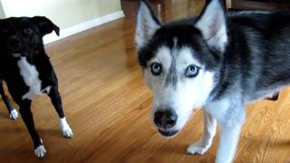 Mishka says quotHuskies Rulequot  Dog Talking [upl. by Ytsirhc]