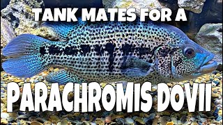 TANK MATES FOR A PARACHROMIS DOVII [upl. by Memory]