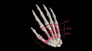 Superior Limb Osteology Bones of the Hand [upl. by Barnebas]