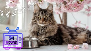 Calming Music for Cats  Make Your Cat Happy Relaxation Deep Sleep  Music Therapy for Cats 22 [upl. by Ferdie]