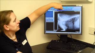 Vita veterinary Xray system instructional video  BCF Technology [upl. by Gnet]