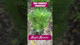 Pinus Thunbergii ‘Thunderhead’ conifers garden landscape [upl. by Ynnej]