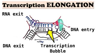 Prokaryotic Transcription ELONGATION  RNA polymerase movement via Brownian Ratchet Motion [upl. by Saxon]